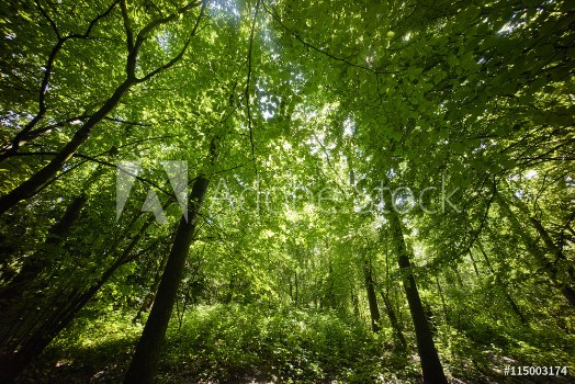 Picture of trees in a green forest